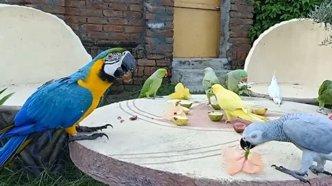 Cute Parrots Stock Footage 166189172