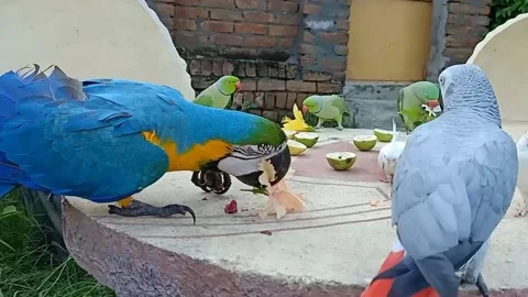 Cute Parrots Video stock 166189309