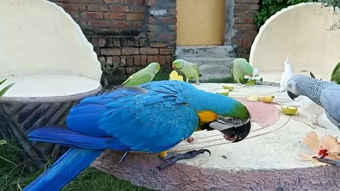 Cute Parrots 스톡 동영상 166189355