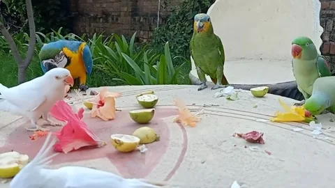 Cute Parrots 스톡 동영상 166190037