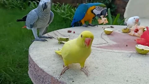 Cute Parrots 스톡 동영상 166190113