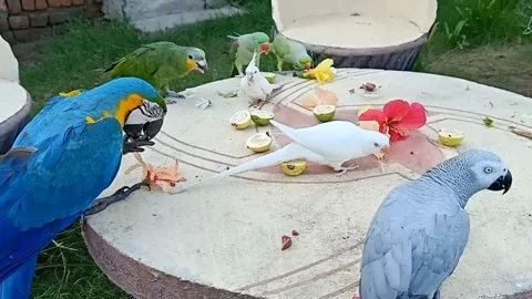 Cute Parrots Stock Footage 166190114