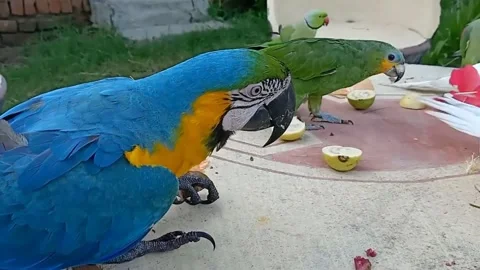 Cute Parrots Stockbeeldmateriaal 166190228