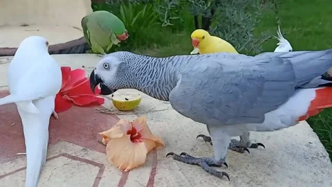 Cute Parrots Stock Footage 166190407