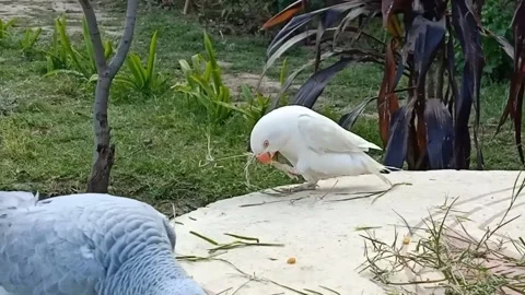 Cute Parrots 스톡 동영상 166191940