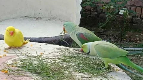 Cute Parrots Stock Footage 166192045