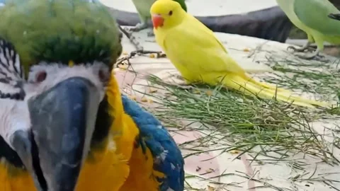 Cute Parrots Stock Footage 166193181