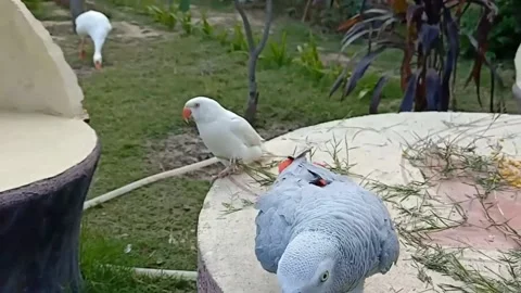 Cute Parrots 動画素材 166193272