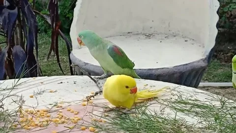 Cute Parrots Stock Footage 166193314