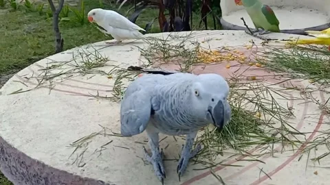 Cute Parrots Video stock 166194431