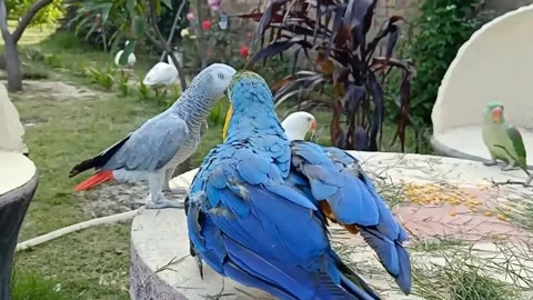 Cute Parrots Stock-Footage 166194762