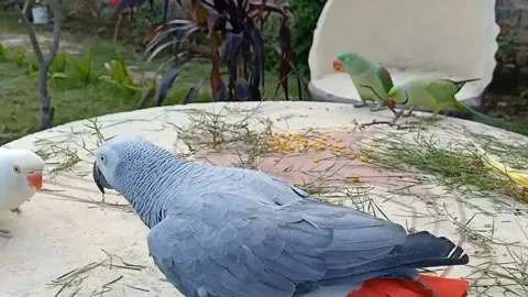 Cute Parrots Stock Footage 166194827