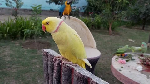 Cute Parrots Stock Footage 166300866