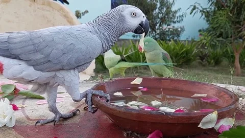 Cute Parrots Stockbeeldmateriaal 166302913