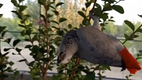 Cute Parrots 스톡 동영상 166303238