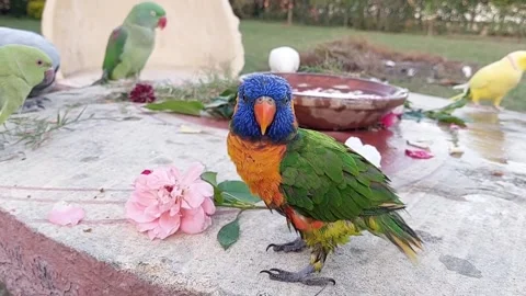 Cute Parrots Stock Footage 166304080