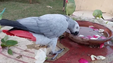 Cute Parrots Stock Footage 166304191