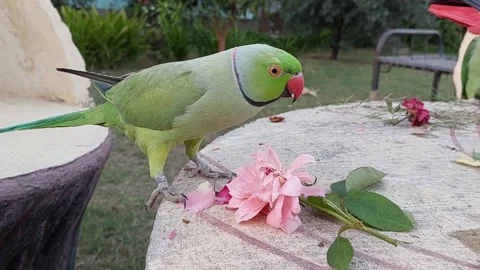 Cute Parrots 動画素材 166304492