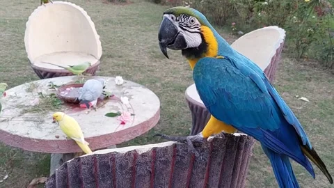 Cute Parrots 스톡 동영상 166305119