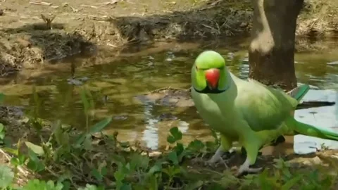 Cute Parrots 動画素材 166305596