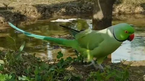 Cute Parrots Stock Footage 166305603