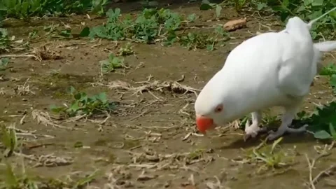 Cute Parrots Stock Footage 166329302