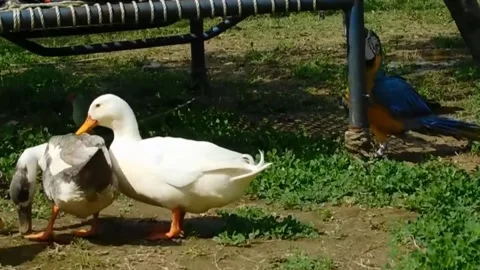 Cute Parrots 스톡 동영상 166329344