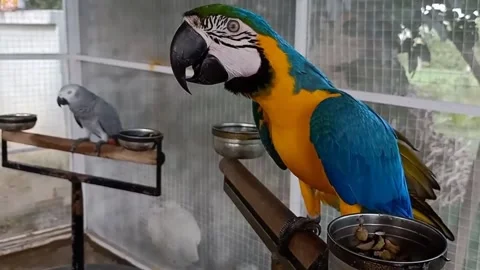 Cute Parrots 動画素材 166329376