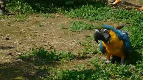 Cute Parrots Stock Footage 166329501