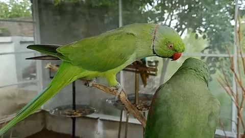 Cute Parrots 스톡 동영상 166329580