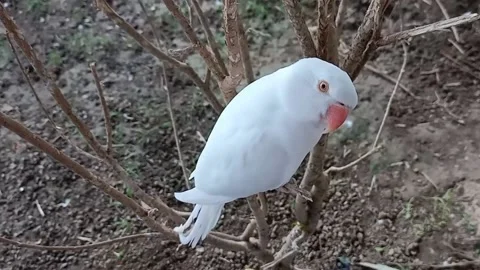 Cute Parrots Stock Footage 166329900