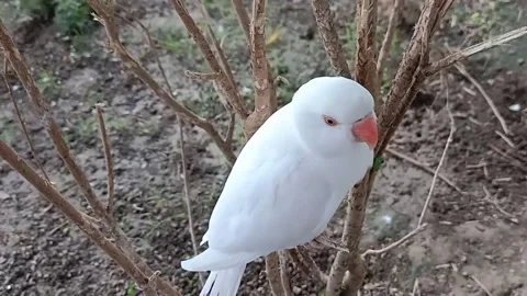 Cute Parrots 스톡 동영상 166329904