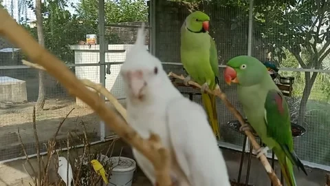 Cute Parrots Stock Footage 166329958