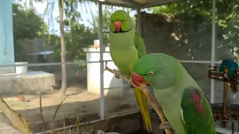 Cute Parrots Stock Footage 166330002