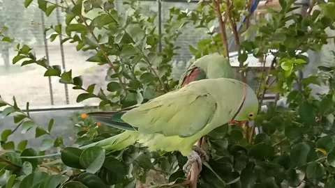 Cute Parrots Video stock 166330029