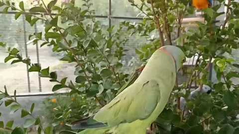 Cute Parrots Stock Footage 166330124