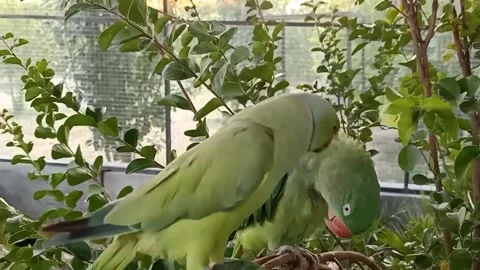 Cute Parrots 스톡 동영상 166330403