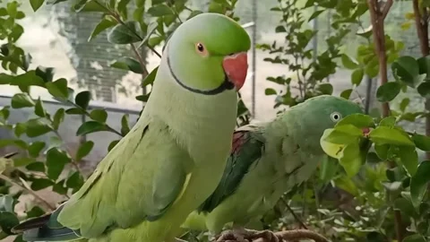 Cute Parrots 스톡 동영상 166330480