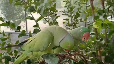 Cute Parrots Stock Footage 166330489