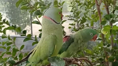 Cute Parrots Stock-Footage 166330528