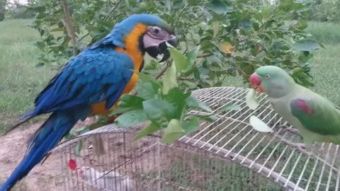 Cute Parrots 스톡 동영상 166345204