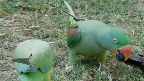 Cute Parrots 스톡 동영상 166345292