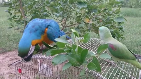 Cute Parrots Stock Footage 166345390