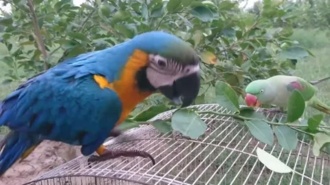 Cute Parrots Video stock 166345519