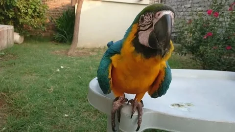 Cute Parrots 스톡 동영상 166391636