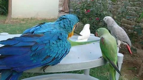 Cute Parrots 스톡 동영상 166391977