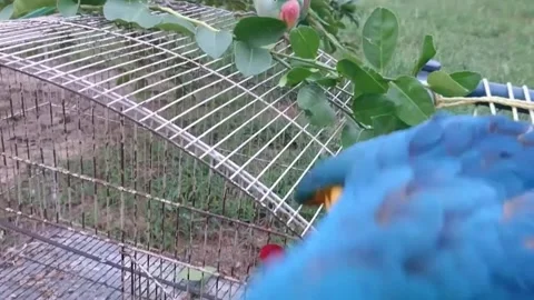 Cute Parrots Stock Footage 166392083