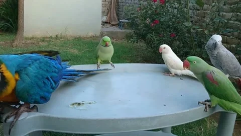 Cute Parrots Stock Footage 166392274