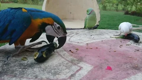 Cute Parrots Stock Footage 166392591