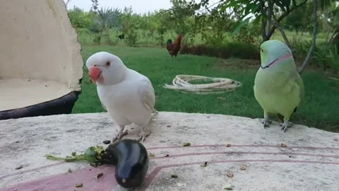 Cute Parrots Stock Footage 166393917